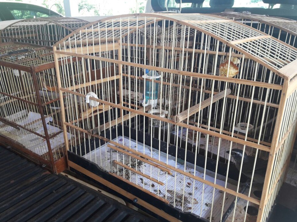 Aves foram soltas em seu habitat (Foto: Betto Lopes/TV Fronteira)