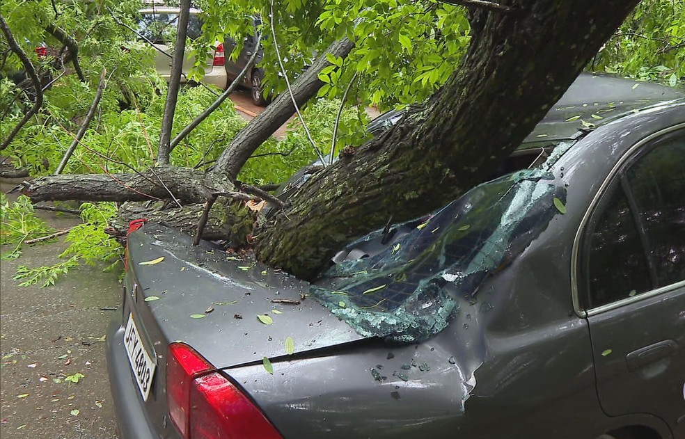 Em novembro, uma árvore caiu na 104 Norte e amassou o teto e o porta-malas de um carro — Foto: TV Globo /Reprodução
