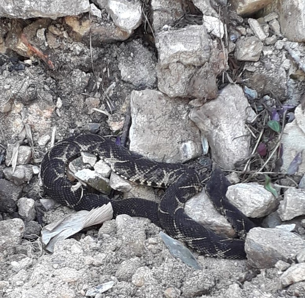 Morador encontra cobra jararacuçu no quintal de casa em São de Sebastião — Foto: Divulgação / Corpo de Bombeiros