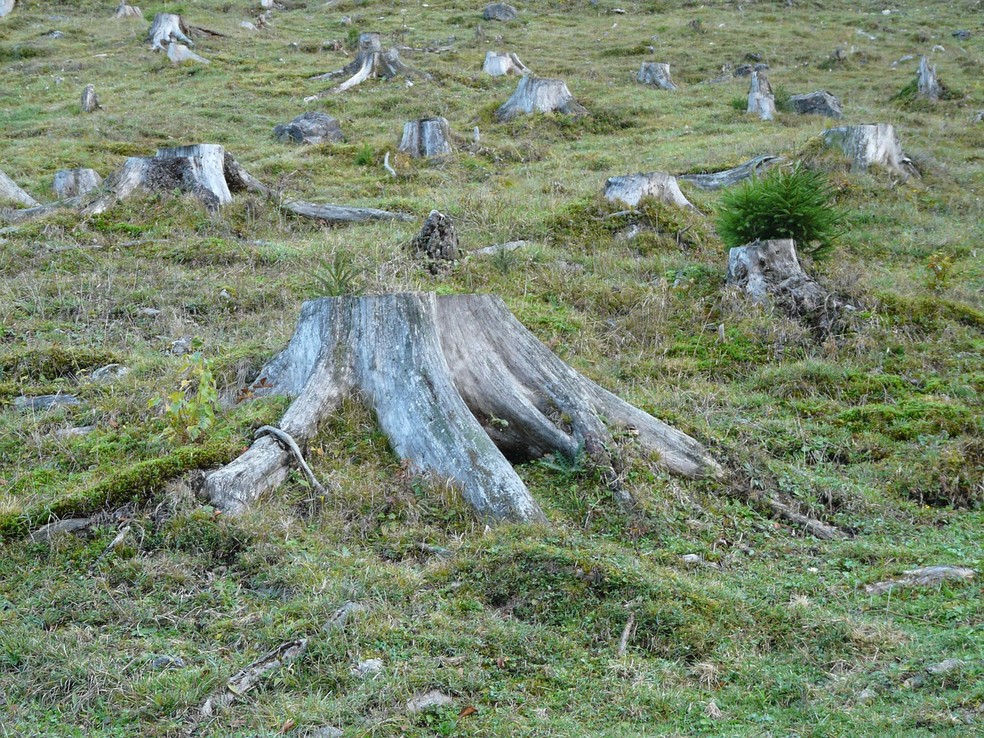 Mesmo as terras que foram desmatadas para servir de pastagens, por exemplo, podem voltar a ter florestas com a ajuda certa — Foto: Pixabay