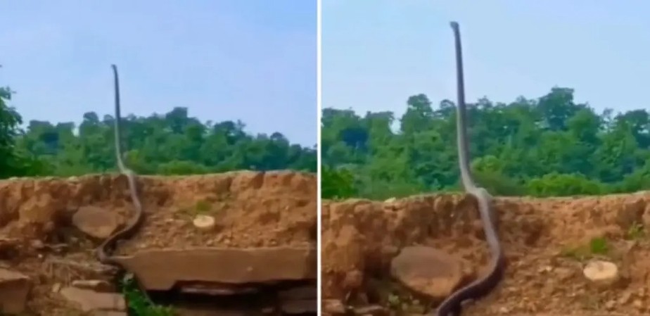 Cobra venenosa gigante é registrada por oficial do Serviço Florestal Indiano