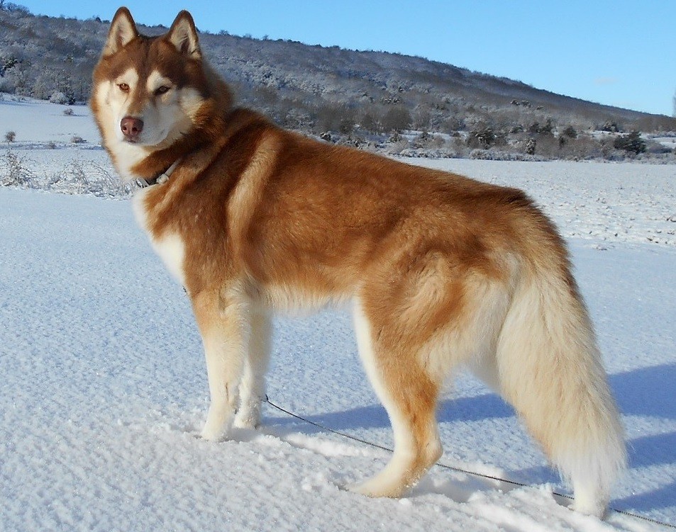 Os huskies siberianos precisam de treinamento intenso e enriquecimento ambiental (Foto: MilanoNegro/ Pixabay/ CreativeCommons)