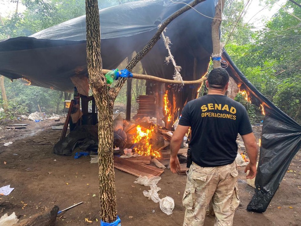 Agentes da Senad destroem acampamento do entreposto de produção de maconha na Colônia Piky — Foto: Senad/Divulgação