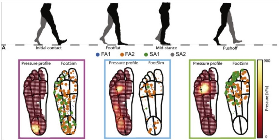 O FootSim permite replicar os sinais que permitem que o sistema nervoso caminhe e mantenha o equilíbrio com detalhes sem precedentes