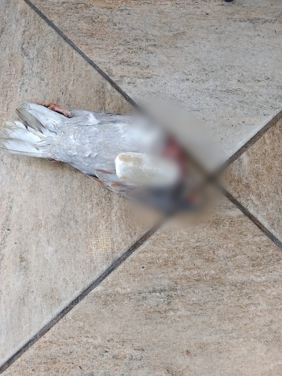 Pombo foi encontrado morto com cocaína amarrada no pescoço em presídio de Campos, no RJ — Foto: Divulgação/SEAP