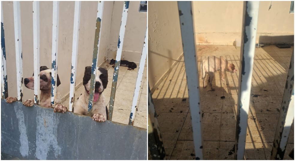 Cachorros da raça Pitbull foram encontrados em situação de maus tratos em Itapeva — Foto: Guarda Civil Municipal/Divulgação