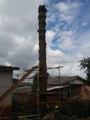 Homem detido disse que árvore ameaçava a casa, no Portal da Foz (Foto: Polícia Ambiental / Divulgação)