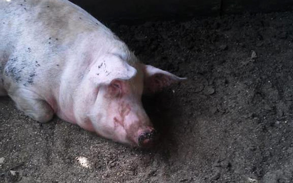 Segundo testemunhas, porcos foram alvo de crueldade praticada por vereador em Brodowski, SP (Foto: Arquivo pessoal/Divulgação)