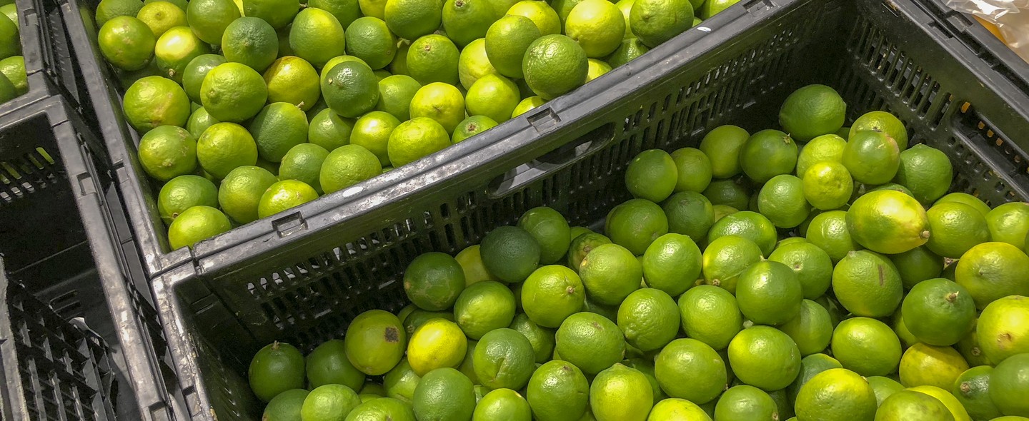 Cancro cítrico: 12 processadoras de limão são interditadas, em São Paulo -  Revista Globo Rural | Hortifruti