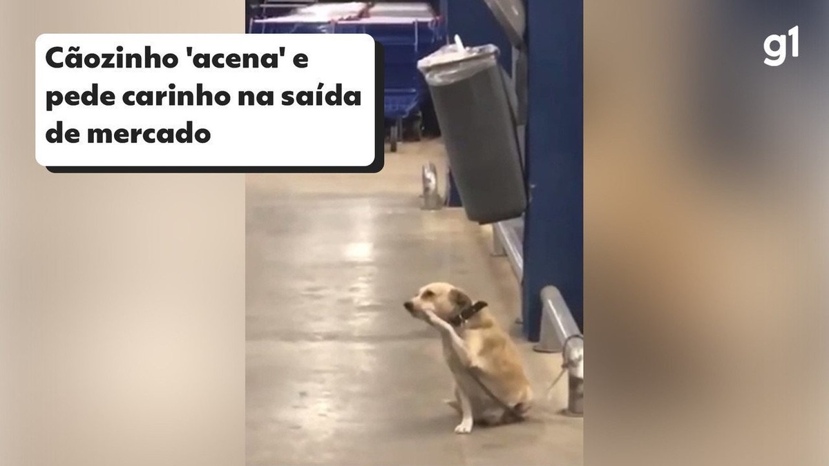 Cãozinho simpático viraliza ao 'acenar' para clientes na saída de  supermercado; veja o vídeo | São José do Rio Preto e Araçatuba | G1
