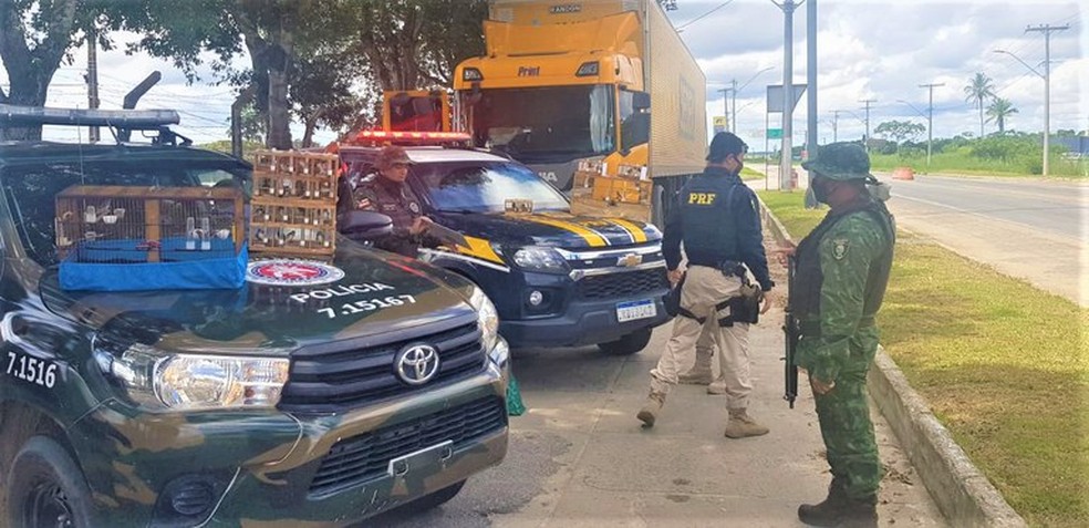 Aves são aprendidas em carro de empresa prestadora de serviços para os Correios no extremo sul baiano — Foto: Divulgação/PRF