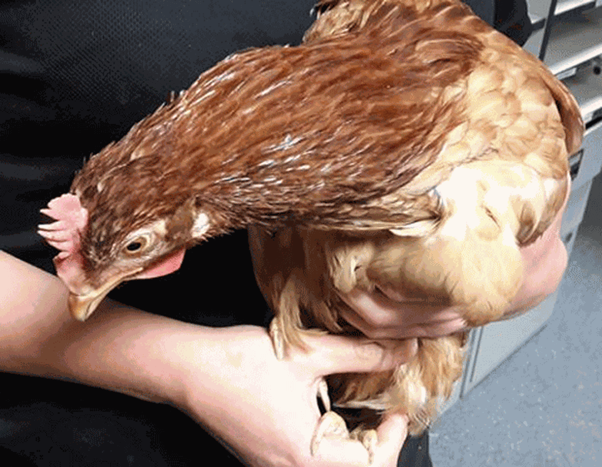 Policial 'ajuda' galinha a atravessar rua nos EUA, Planeta Bizarro