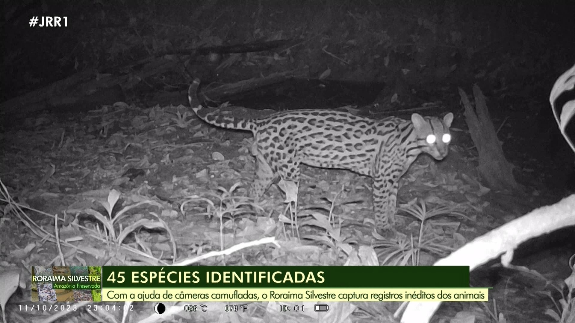 Série 'Roraima Silvestre: Amazônia Preservada' mostra diversidade da ...
