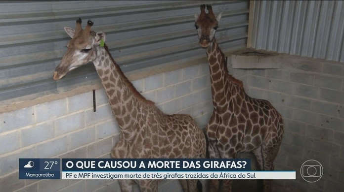 Pf E Mpf Investigam Morte De Tres Girafas Trazidas Da Africa Do Sul Rio De Janeiro G1