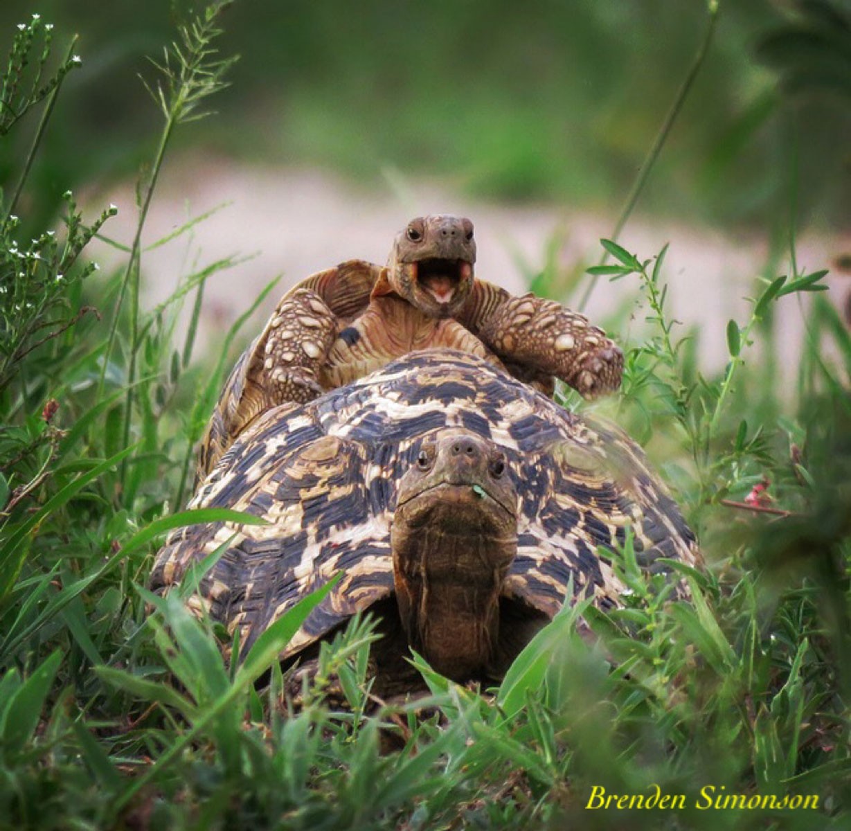 Ter atitudes tolas é comum entre adolescentes de todas as espécies (Foto: Reprodução Comedy Wildlife Photography Awards)