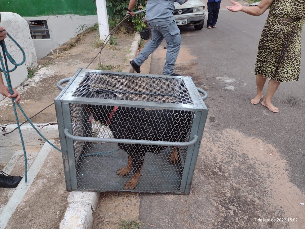 Bombeiros e PM conseguiram capturar o cão da raça rottweiler em Presidente Prudente — Foto: Cedida
