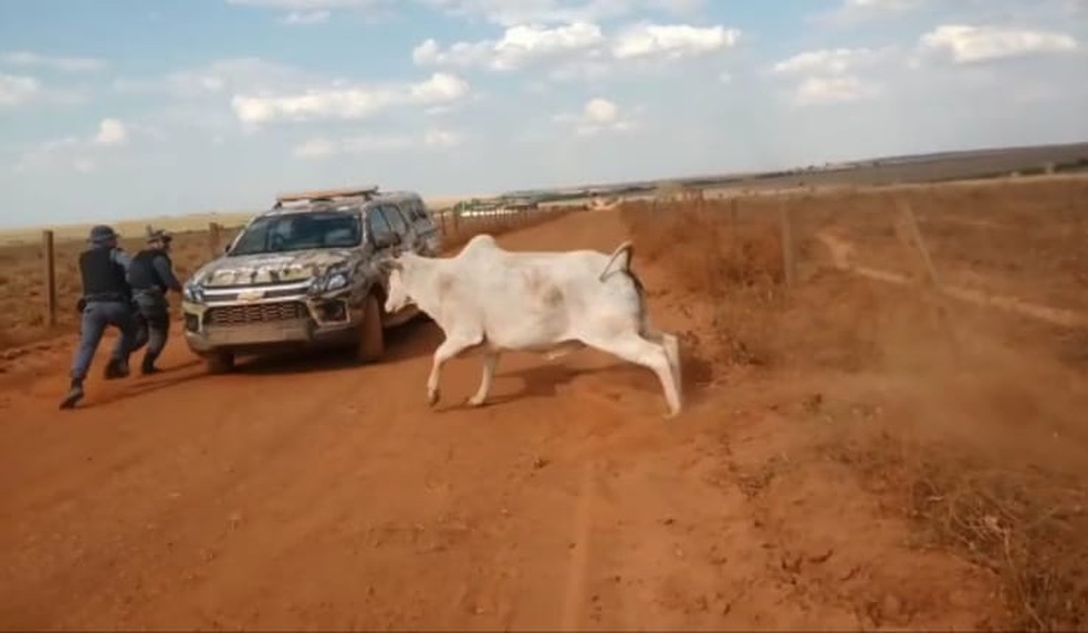 Vaca corre atrás de policiais depois de ser libertado por eles — Foto: PM/Divulgação