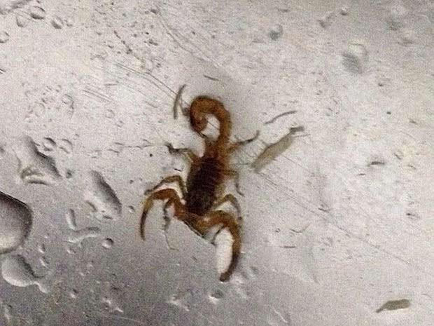 Um dos escorpiões que apareceram em apartamentos do bloco J da 416 Norte, em Brasília (Foto: Camila Viana/Arquivo Pessoal)