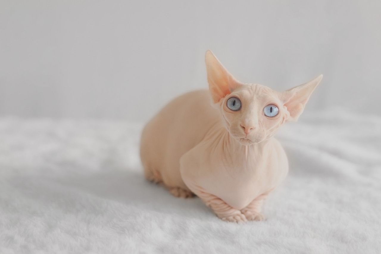 São gatos que precisam de banho com determinada frequência para controlar a oleosidade da pele (Foto: Divulgação/CreativeCommons)