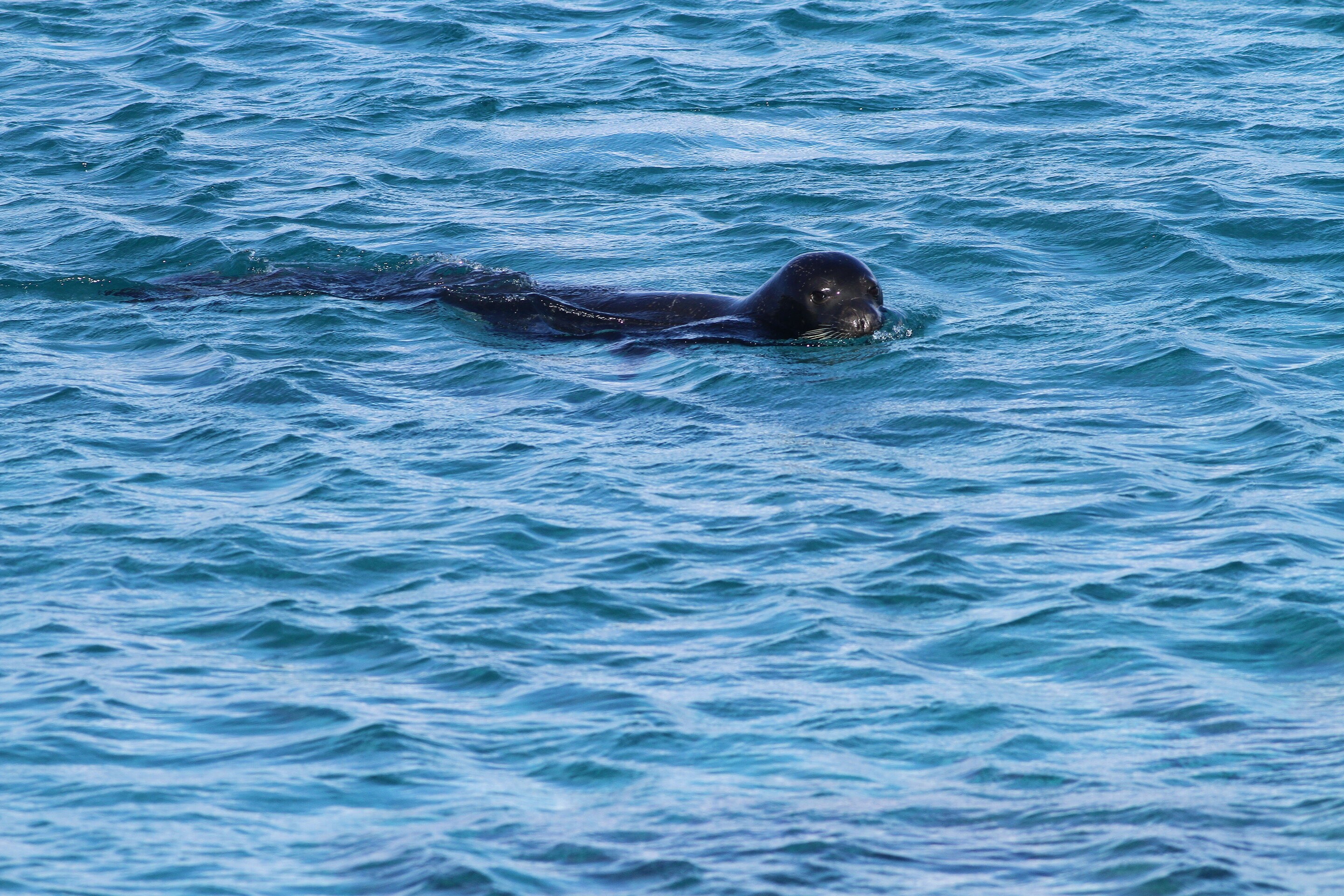 Uma foca-monge-do-mediterrâneo, que está ameaçada de extinção (Foto: Huseyin Yorganci/Universidade de Exeter)