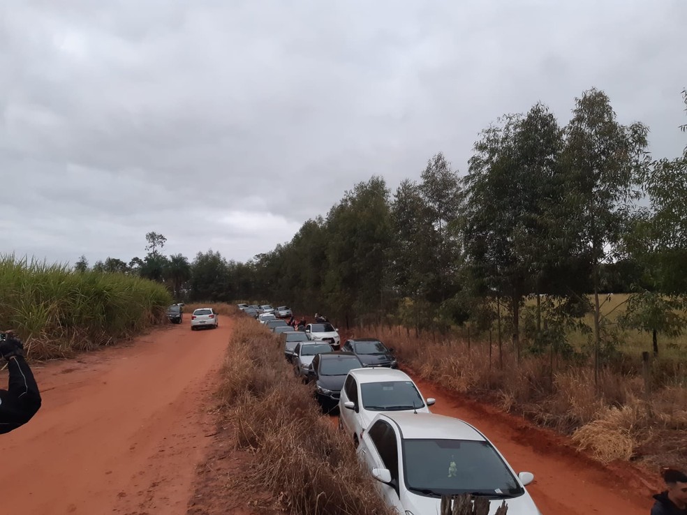 Carros ao lado da plantação de girassóis em Rio Preto: aglomeração — Foto: Divulgação/Guarda Municipal