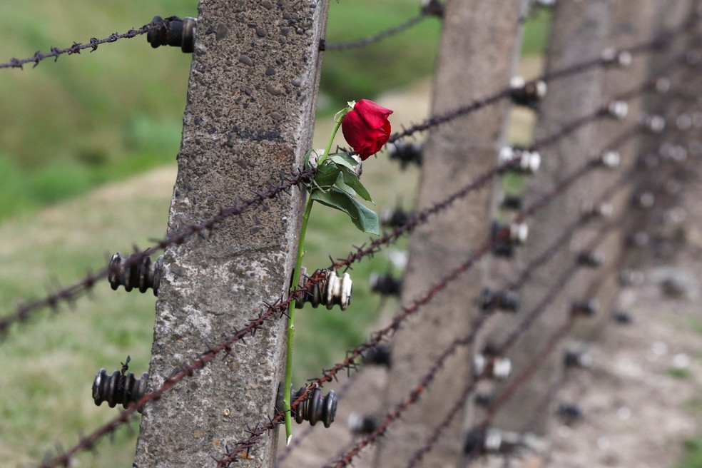 Rosa foi colocada sobre arame farpado que cerca o antigo campo de concentração de Auschwitz, na Polônia — Foto: REUTERS/Kacper Pempel