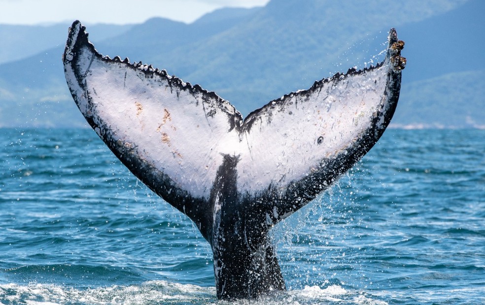 Fora de temporada, baleia-jubarte aparece em Ilhabela e impressiona especialista. — Foto: Júlio Cardoso/Projeto Baleia a Vista