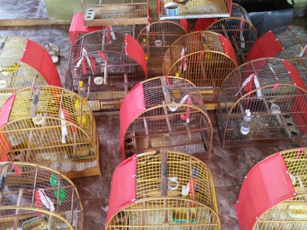 Aves foram apreendidas e serão soltas em uma mata nativa da região (Foto: Divulgação/Polícia Ambiental)