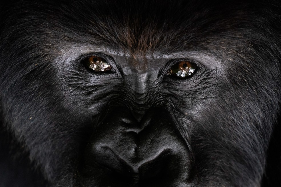 2 de setembro - Um gorila-das-montanhas chamado Segasira é visto enquanto descansa embaixo de uma árvore no Parque Nacional Vulcões, em Ruanda — Foto: Felipe Dana/AP