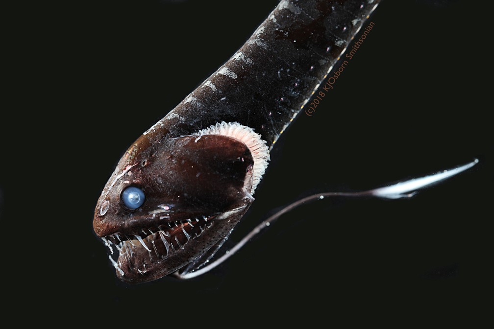 Outro ângulo mostra pele escura do dragão preto do pacífico, outro peixe 'ultra-preto' — Foto: Karen Osborn/Smithsonian/Handout via REUTERS