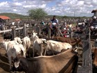 Volta da chuva dá novo fôlego ao comércio de animais na BA