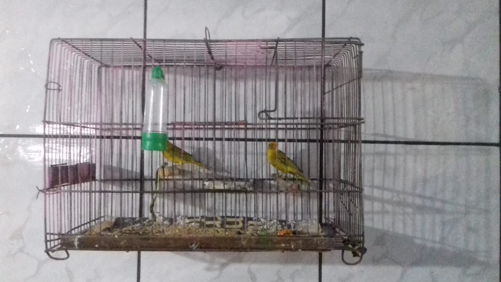 Aves eram mantidas irregularmente em cativeiro em Osvaldo Cruz — Foto: Polícia Militar Ambiental