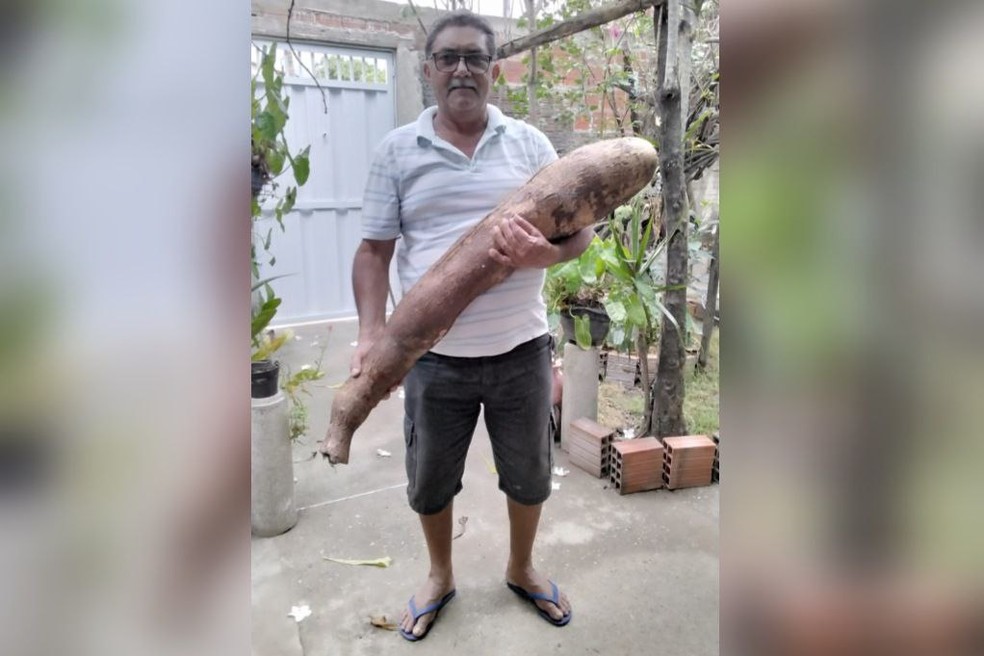 Isaías Matias colheu uma macaxeira de mais de 1 metro de comprimento e 35 quilogramas. — Foto: Arquivo pessoal