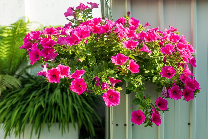 9 flores para cultivar na varanda (Foto: Getty Images)