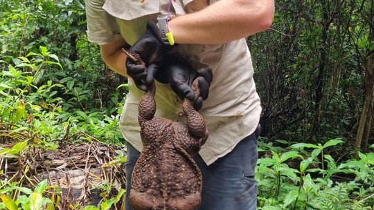 "Sapozilla": anfíbio gigante que pode ser o maior sapo do mundo é encontrado na Austrália