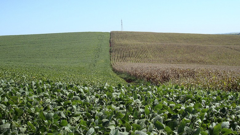 Ihara apresenta soluções para o cultivo do arroz e soja