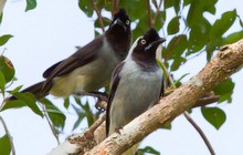 Cientistas descobrem 15 novas aves na Amazônia (Divulgação/Luciano Moreira Lima)