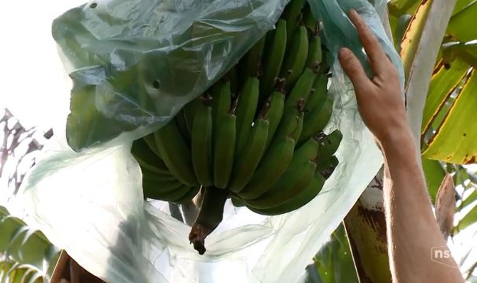 Estiagem afeta produção de bananas no Vale do Itajaí, SC (Foto: Reprodução/NSC TV)
