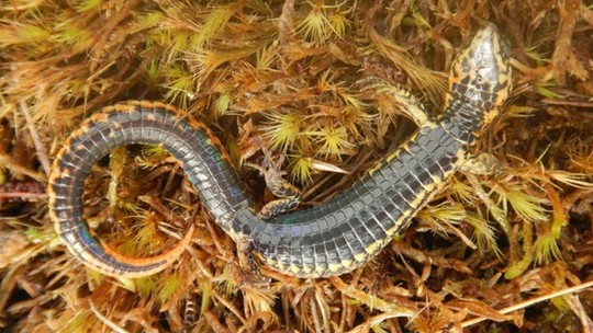 Nova espécie de lagarto é descoberta em cordilheira no Peru
