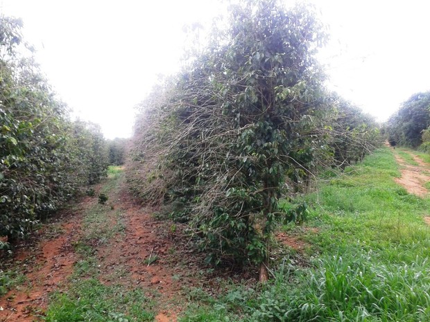 Lavoura de café amargou prejuízo de 30% na safra plantada em 2014 e colhida em 2015 (Foto: Sindicato Rural/Divulgação)