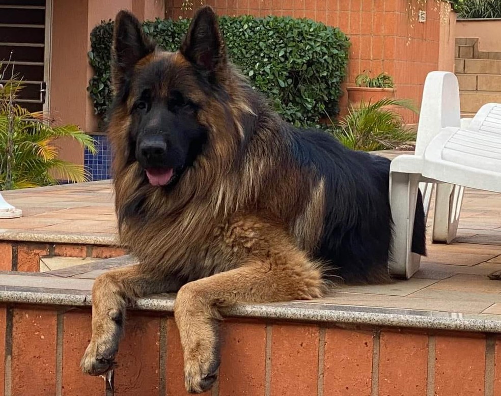 Pastor Alemão Odin está desaparecido em Rio Claro — Foto: Arquivo pessoal