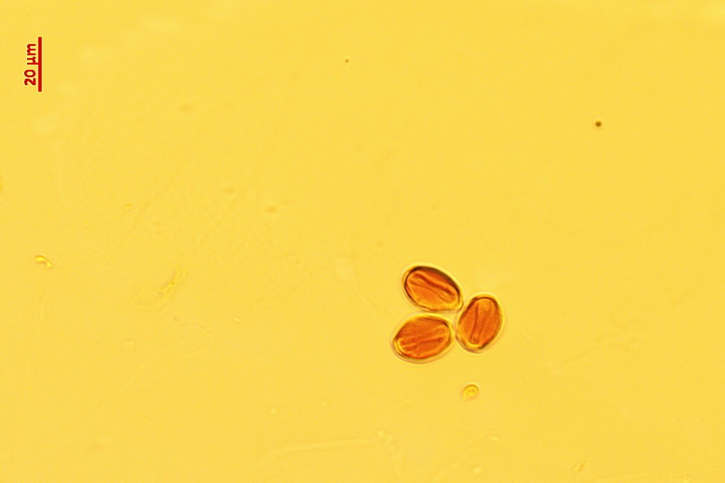 Grãos onde foram encontrados as amostras de pólen (Foto: Chenyang Cai)