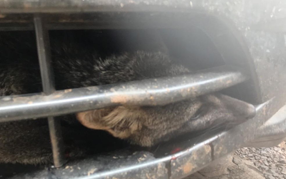 Raposa ficou presa na grade do para-choque e os bomeiros de Caldas Novas acreditam que ela foi parar ali ao ser atropelada — Foto: Divulgação/Corpo de Bombeiros