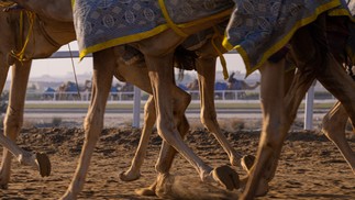 Centro de treinamento de camelos de corrida, em Al Shahaniya, no Catar  — Foto: Pedro Vilela/Agência i7