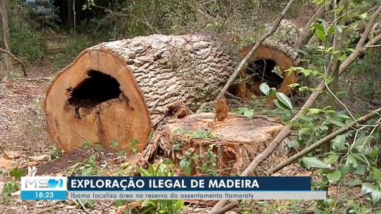 Em MS, Ibama localiza área de exploração ilegal de madeira no dia em que completa 30 anos 