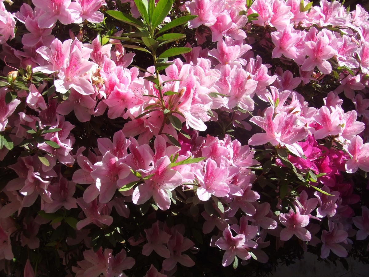 Azaleia: saiba como cultivar, regar e podar a planta de flores coloridas |  Paisagismo | Casa e Jardim