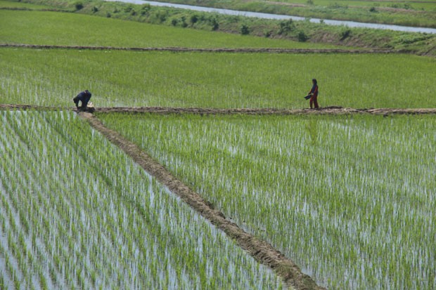 Duas vezes ao ano, todos os cidadãos coreanos precisam ficar durante 10 dias trabalhando nos campos de arroz (Foto: Richard Amante)