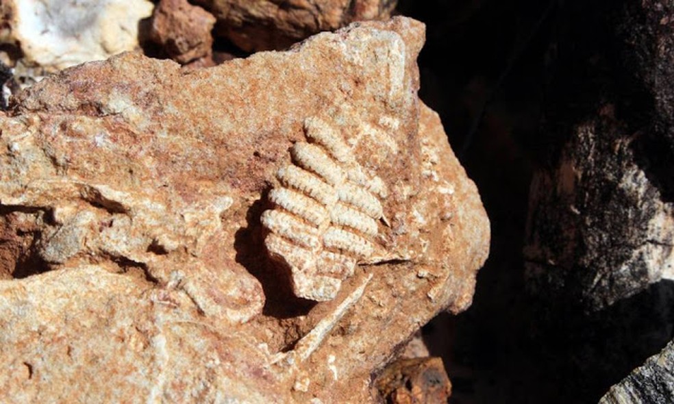 Folha fossilizada encontrada no monumento — Foto: Carlos Eller/Governo do Tocantins