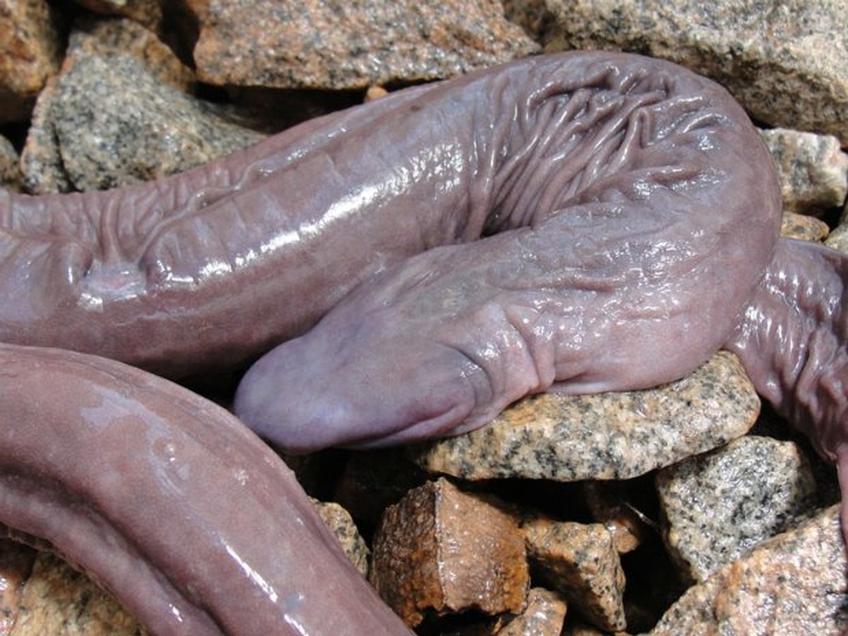 Sea animal looks like dick