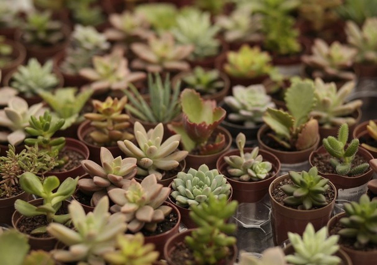 Suculentas: um guia para você ter e cuidar bem das suas plantas | Decoração  | Glamour